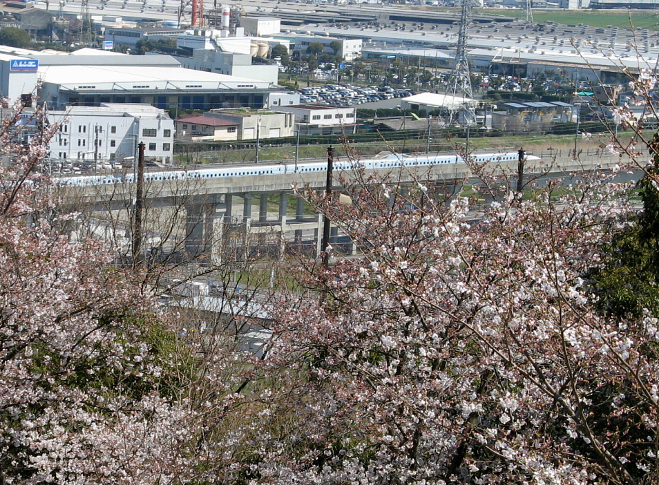 新幹線と桜