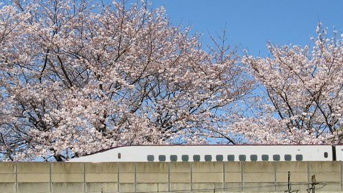 桜と九州新幹線