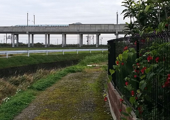 花と九州新幹線