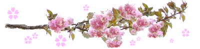 八重桜のフリー素材